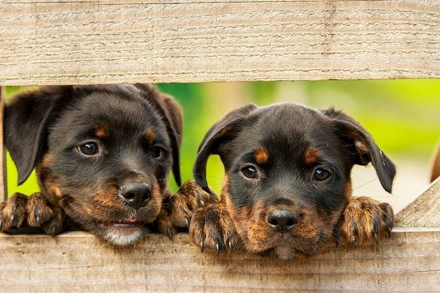 Hundewelpen am Zaun | Quelle: Pixabay