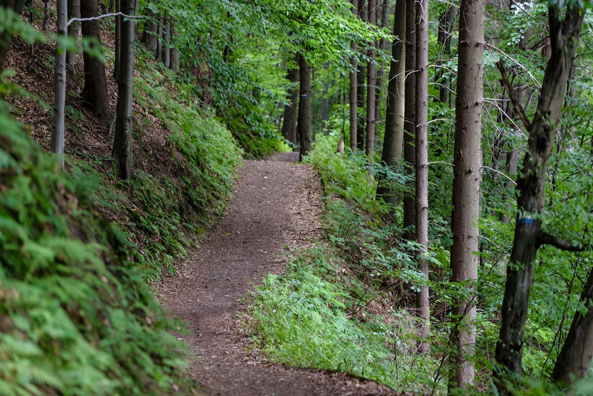 Ein Wanderweg | Quelle: Pexels