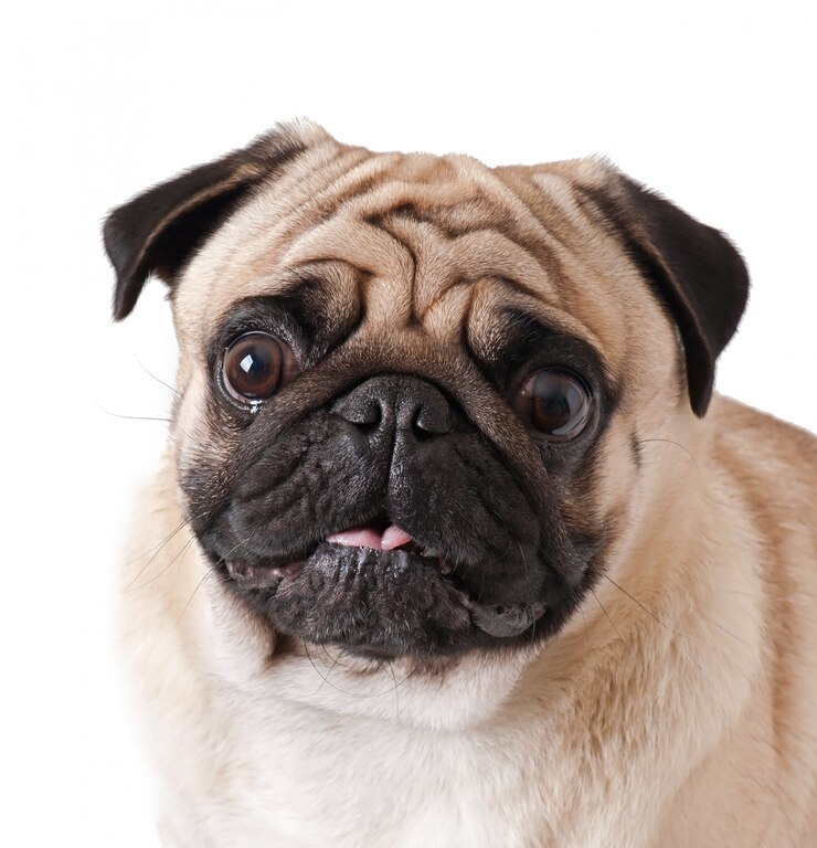 Ein Mops schaut in die Kamera | Quelle: Freepik