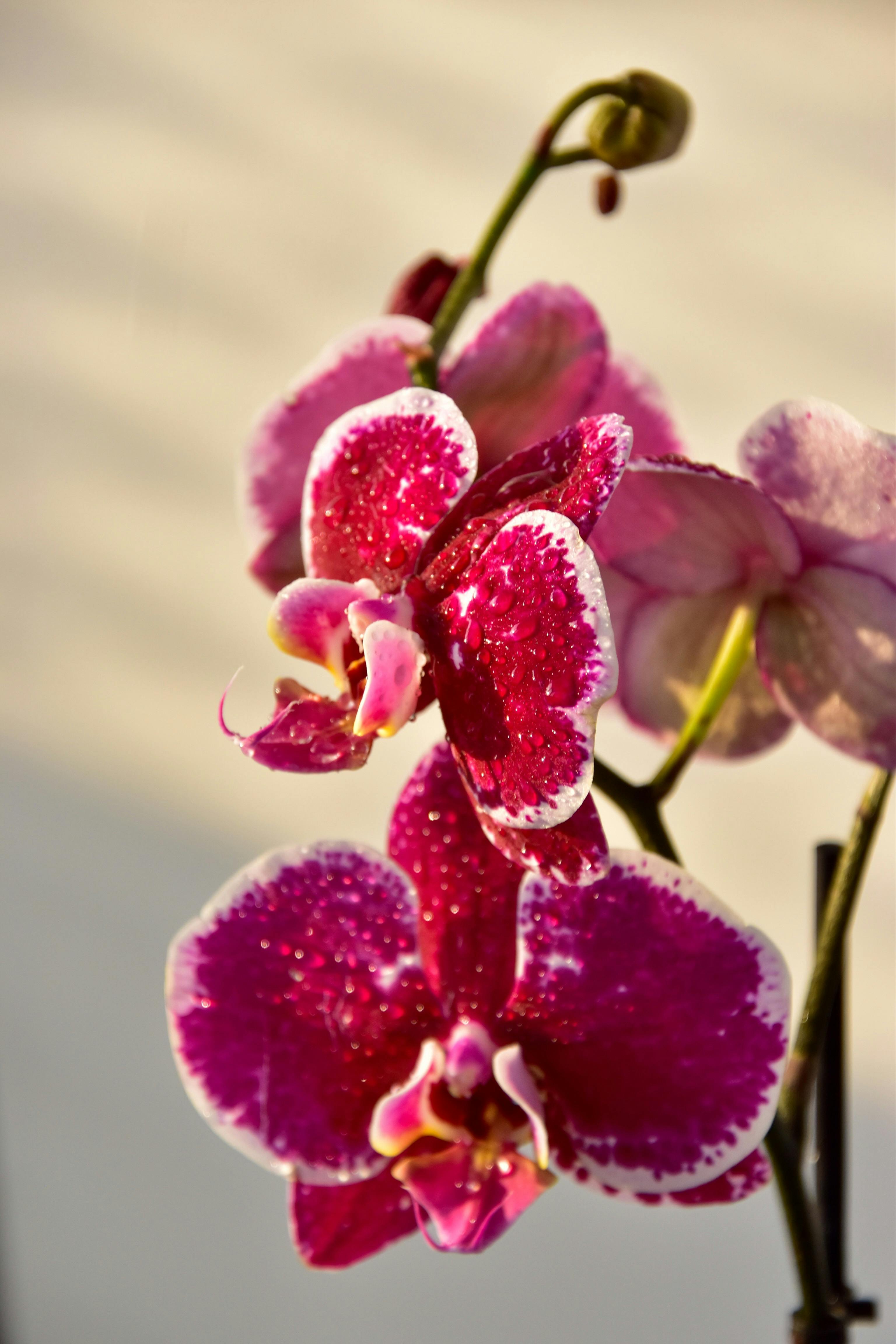 Violette Mottenorchideen | Quelle: Pexels