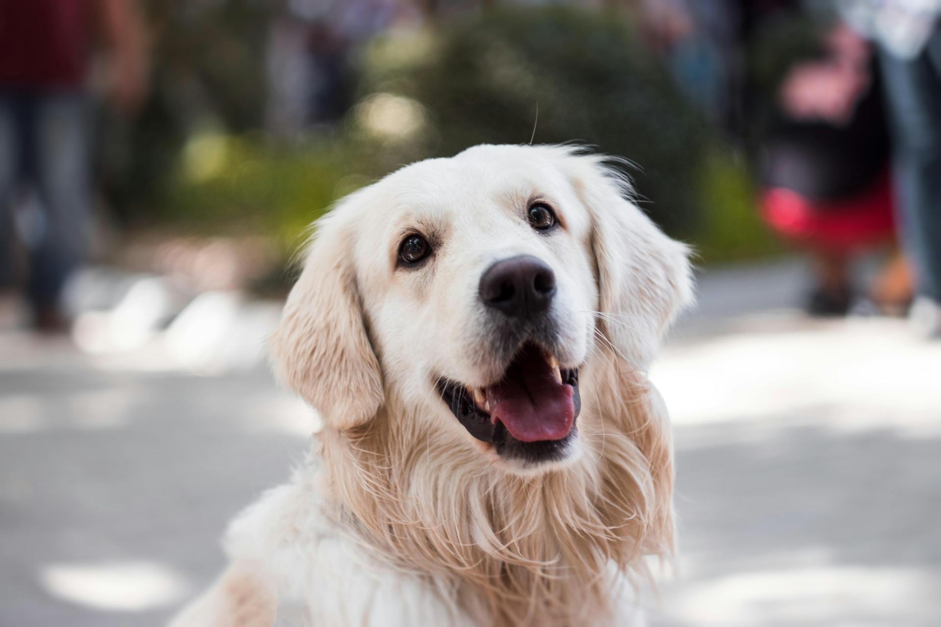 Ein Golden Retriever | Quelle: Pexels