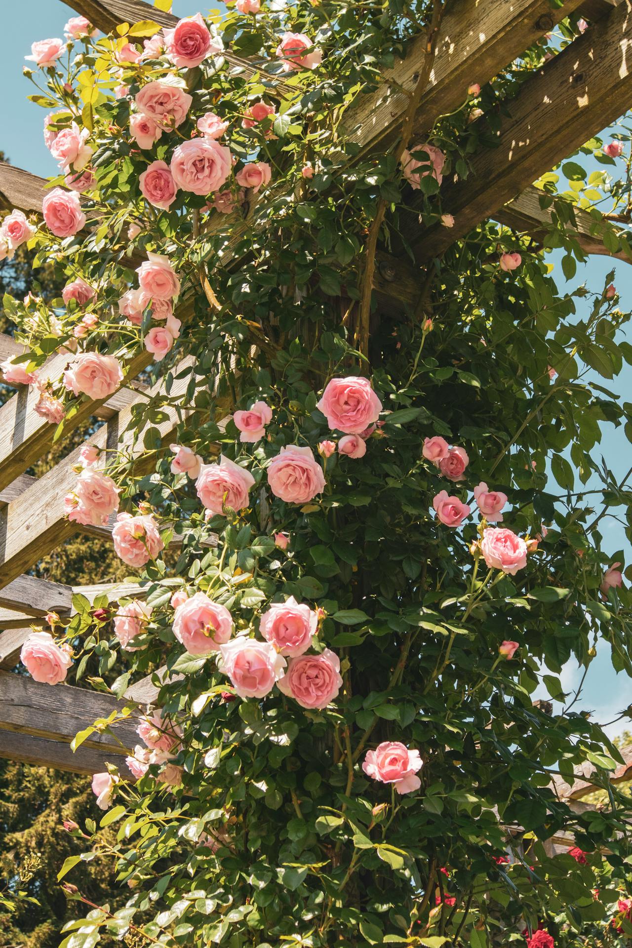 Ein blühender rosafarbener Rosenstrauch auf einem Gartenspalier | Quelle: Pexels