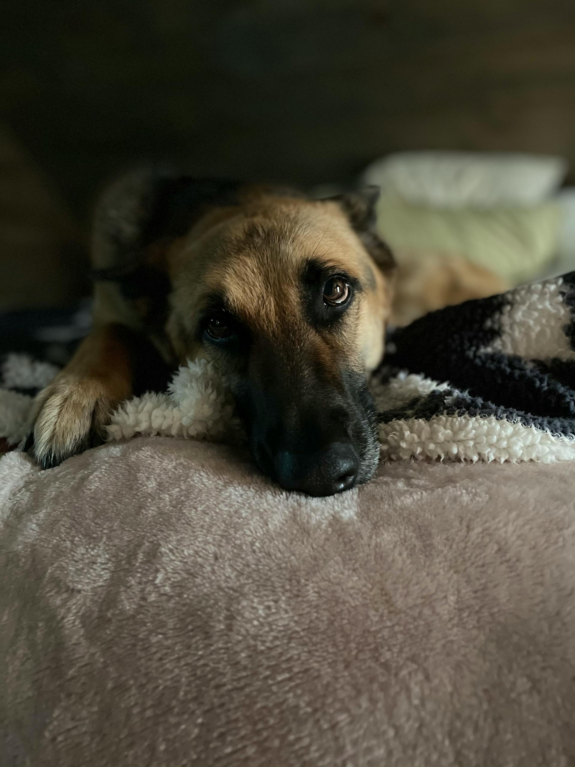 Ein Hund, der auf einem Bett liegt | Quelle: Pexels