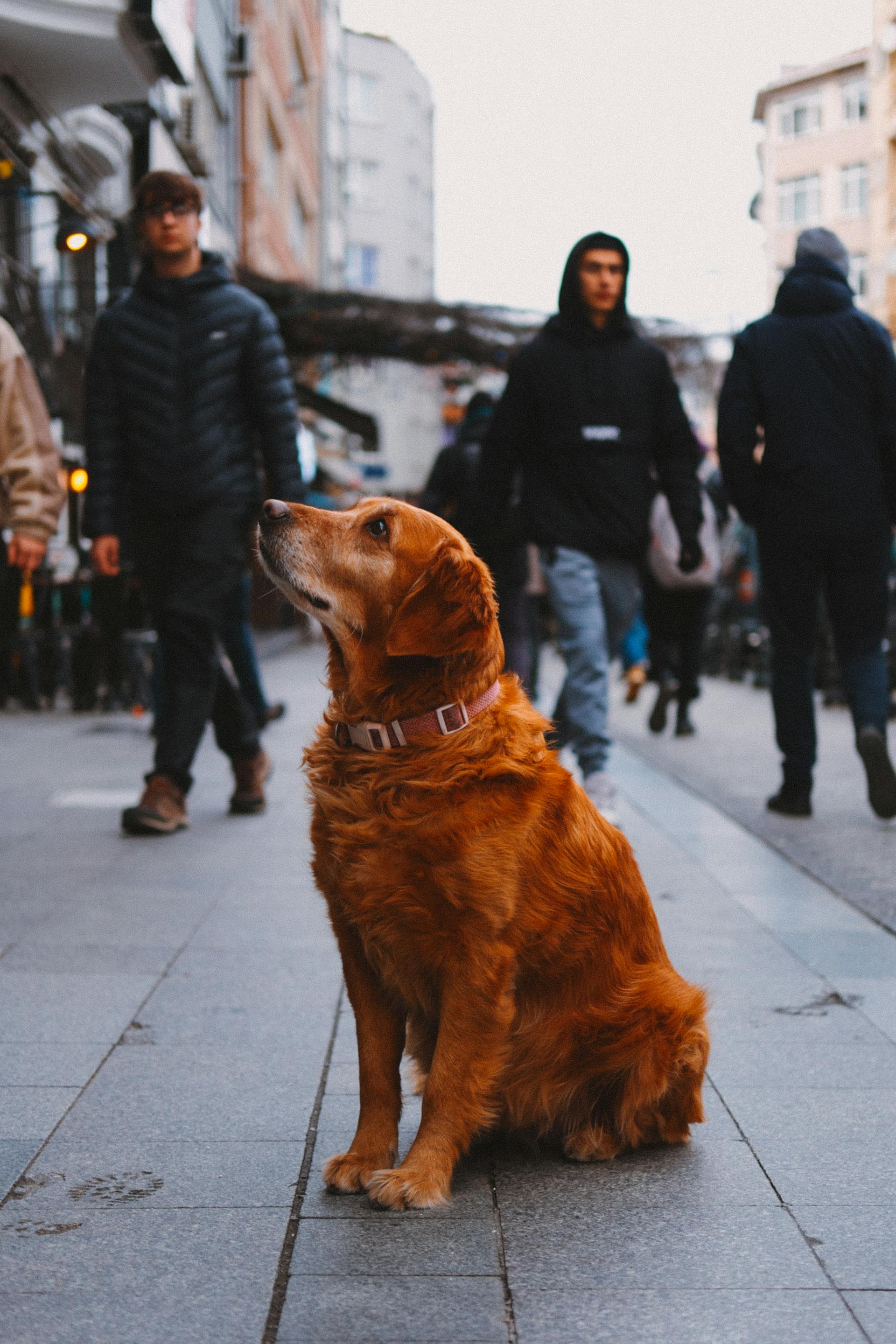 Ein Hund, der auf einem Bürgersteig sitzt | Quelle: Pexels