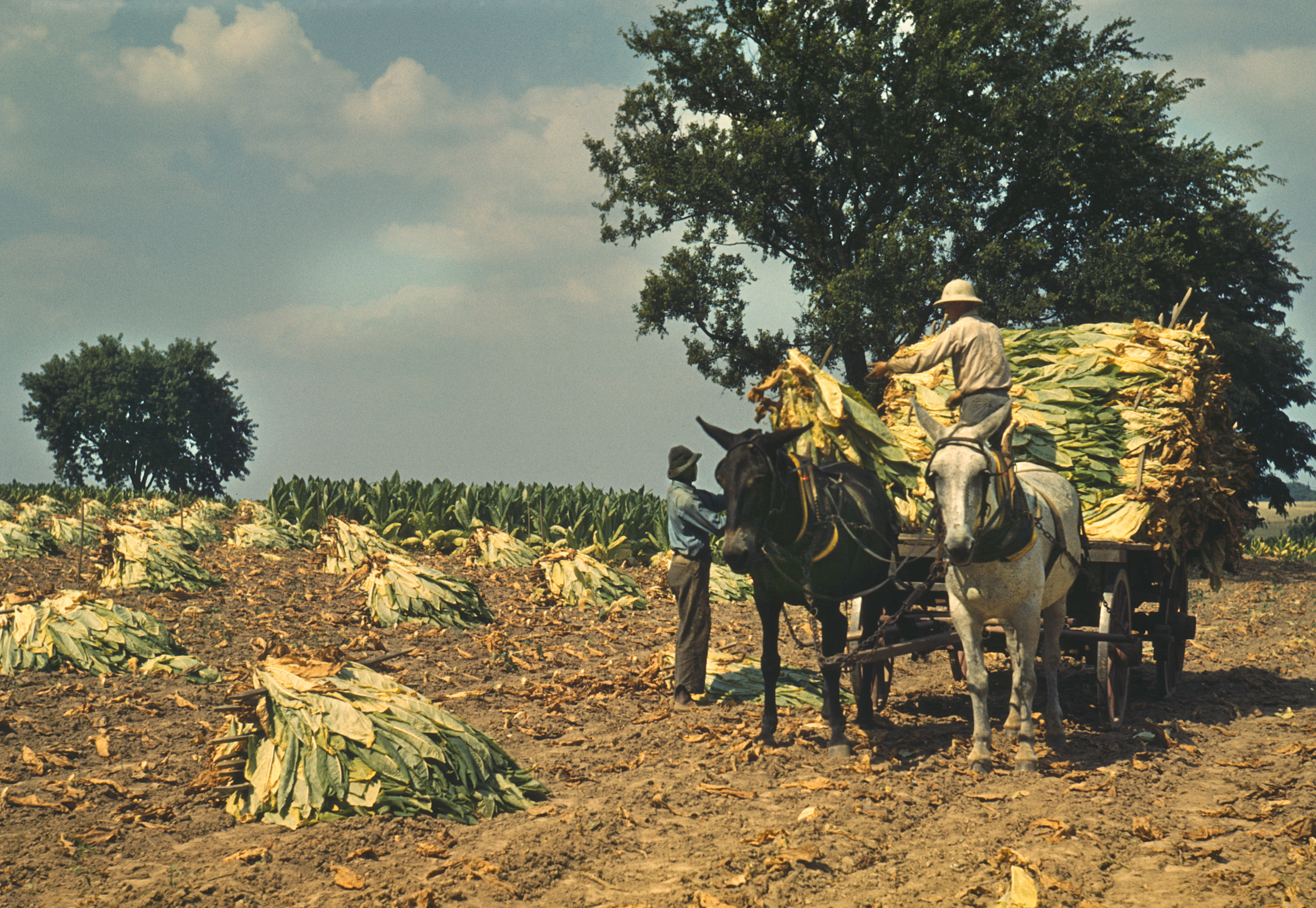 Zwei Arbeiter auf der Russell Spears Farm in der Nähe von Lexington, Kentucky, im September 1940 | Quelle: Getty Images