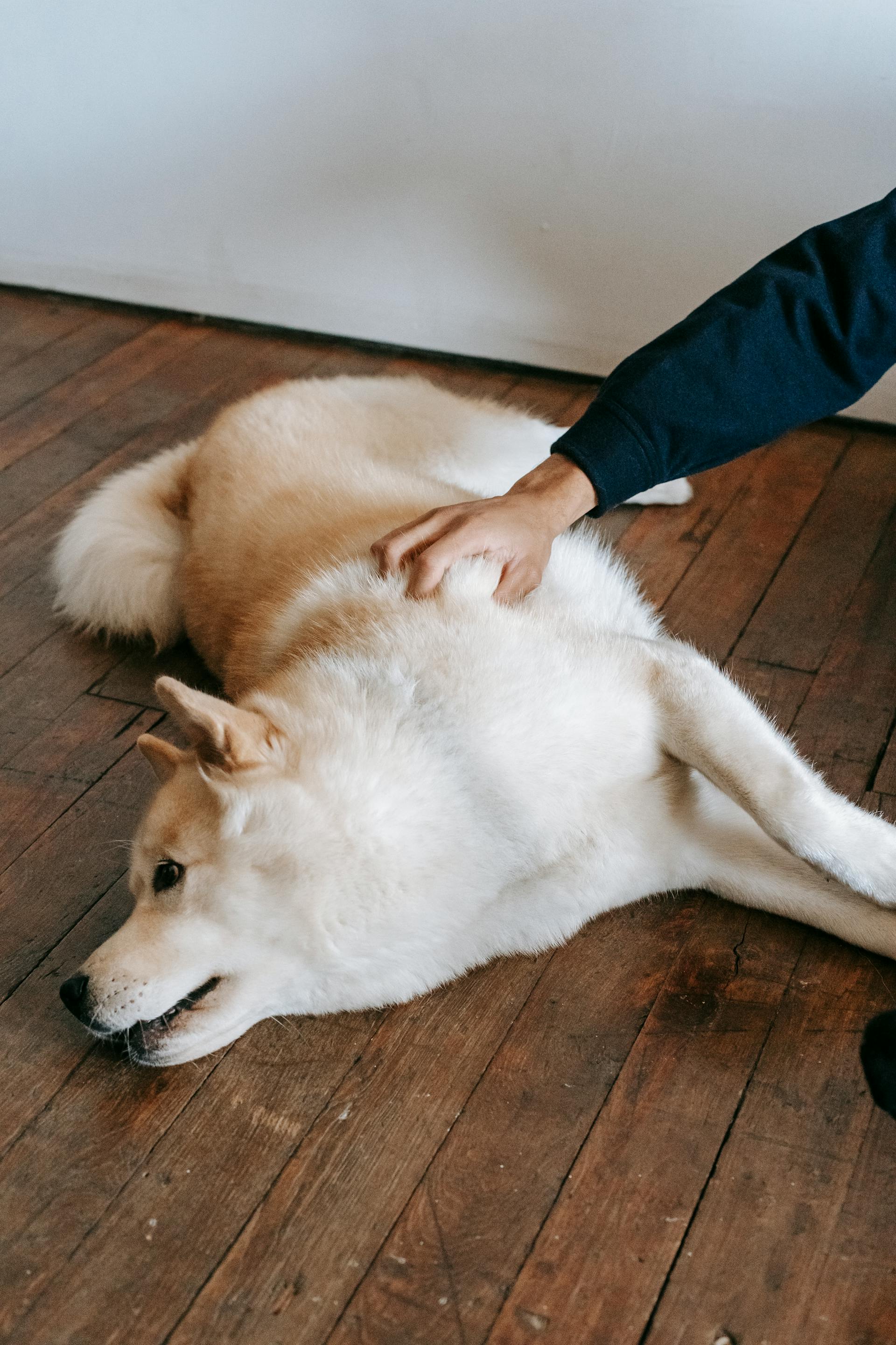 Ein Mann streichelt einen Hund, während er auf dem Boden liegt | Quelle: Pexels