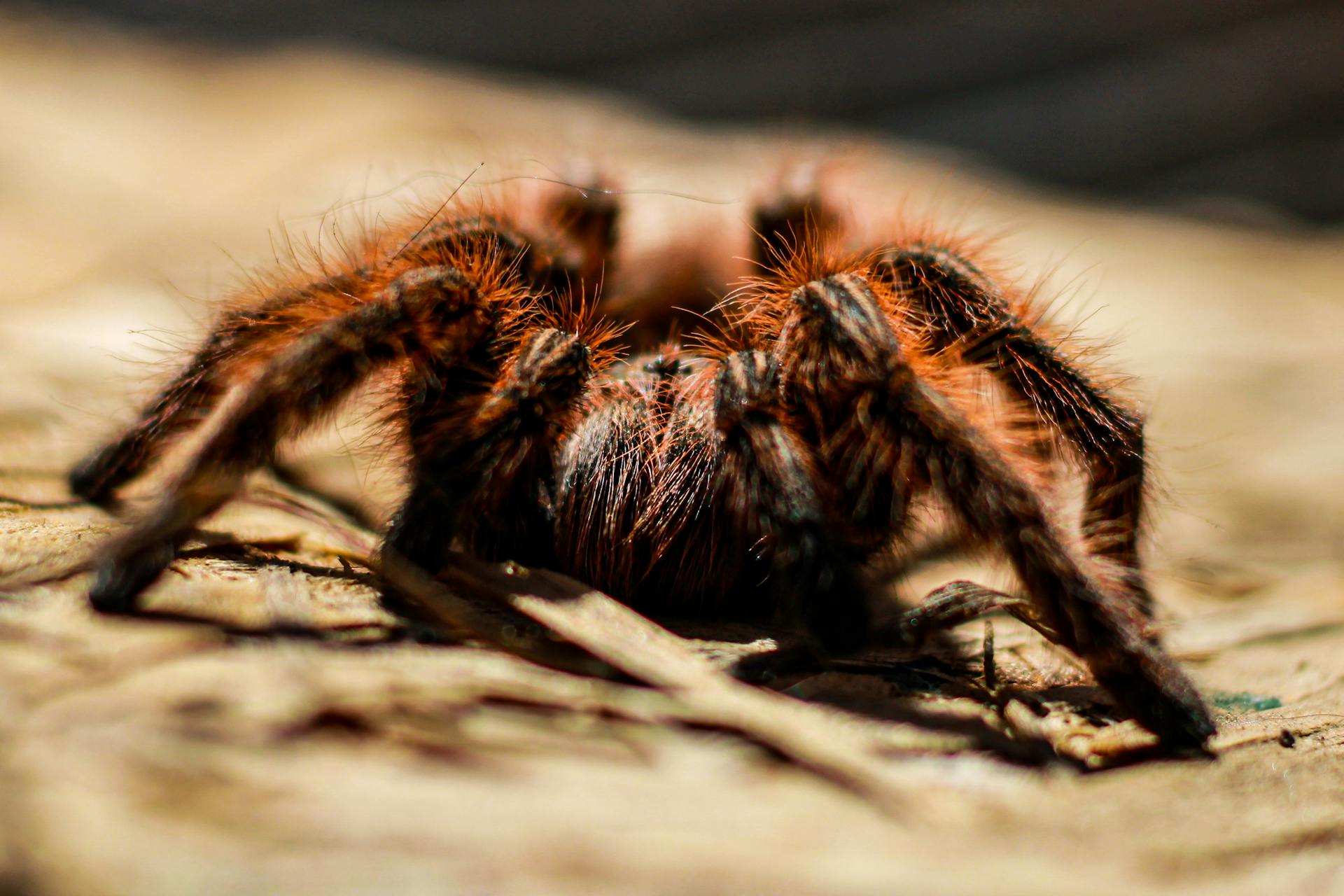 Eine Vogelspinne | Quelle: Pexels