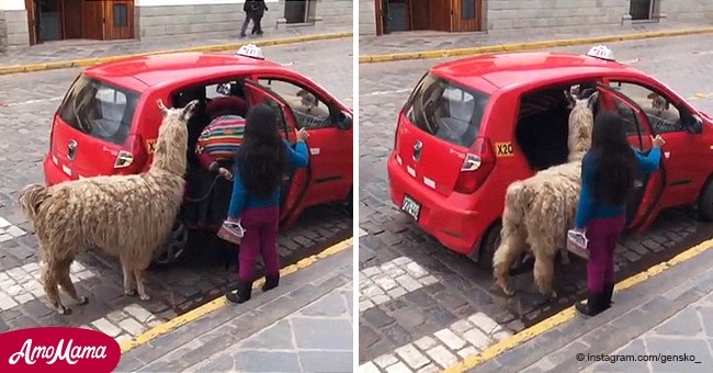 Ein Alpaka, das in Peru mit dem Taxi fahren wollte, wird viral