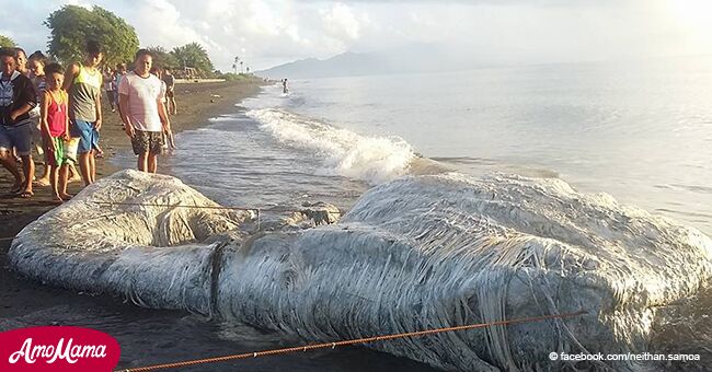 Eine mysteriöse haarige Kreatur wurde am Strand auf den Philippinen gefunden und die Anwohner sorgen sich