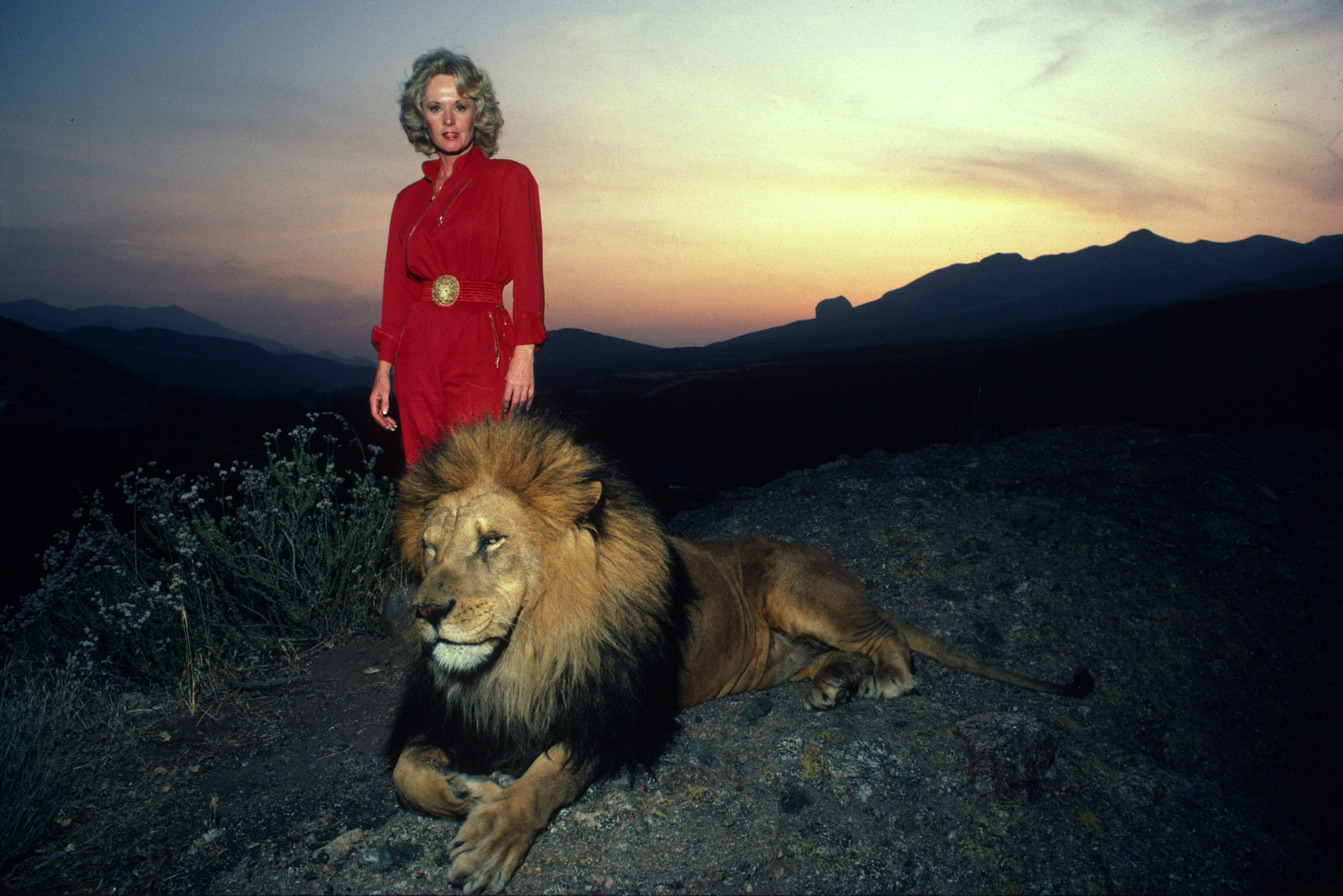 Tippi Hedren mit einem ausgewachsenen männlichen Löwen auf einem Hügel mit Blick auf ihr Saugus Animal Reserve in Saugus, Kalifornien, am 16. November 1983. | Quelle: Getty Images