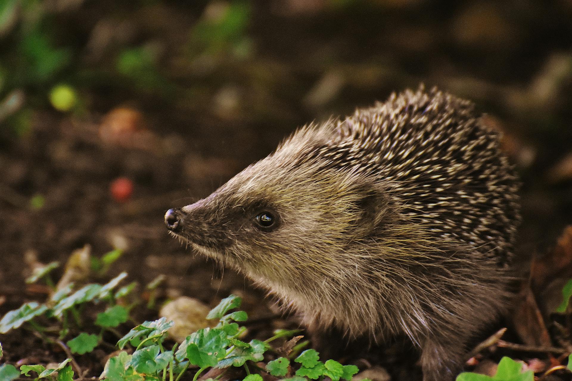 Ein Igel in freier Wildbahn | Quelle: Pexels