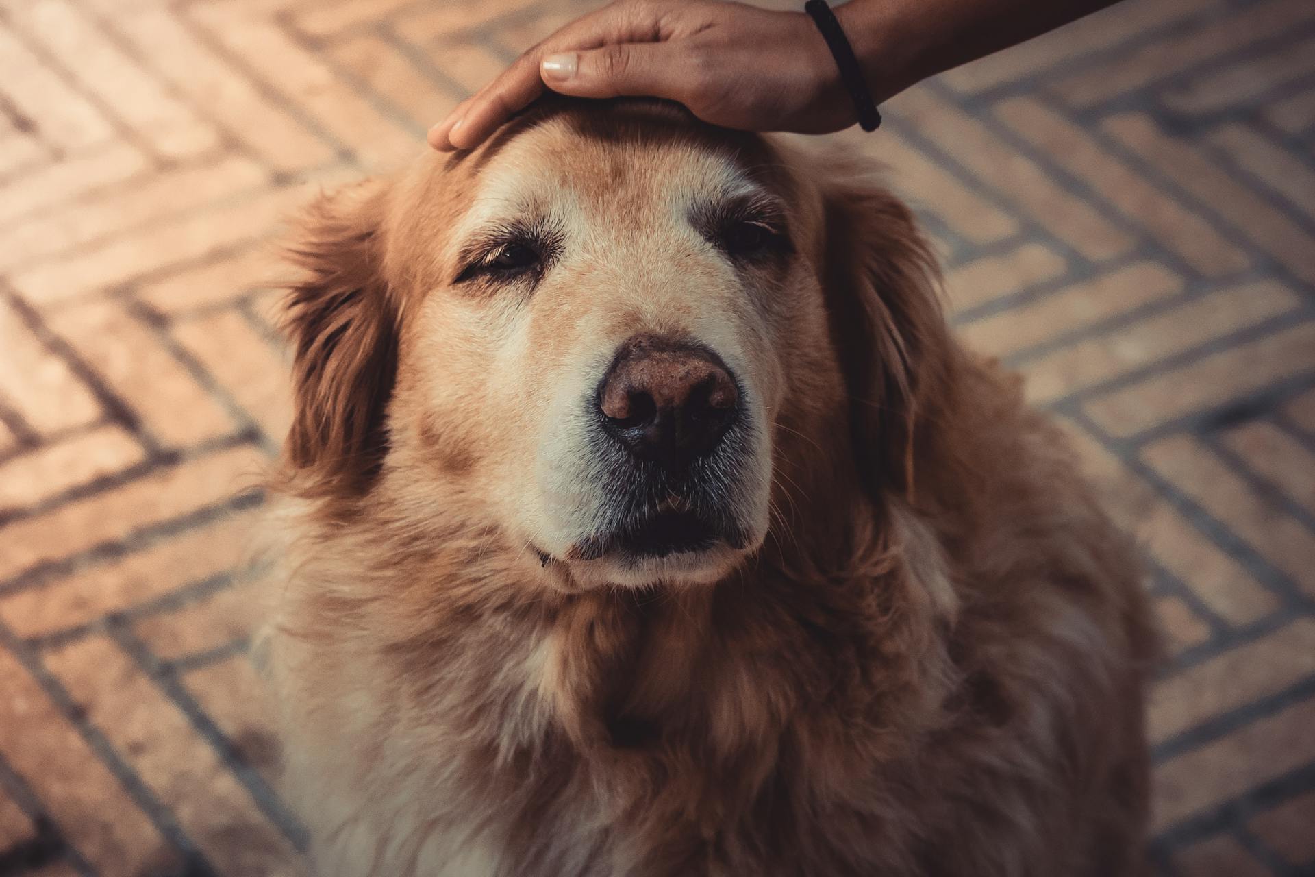 Ein Hund | Quelle: Pexels