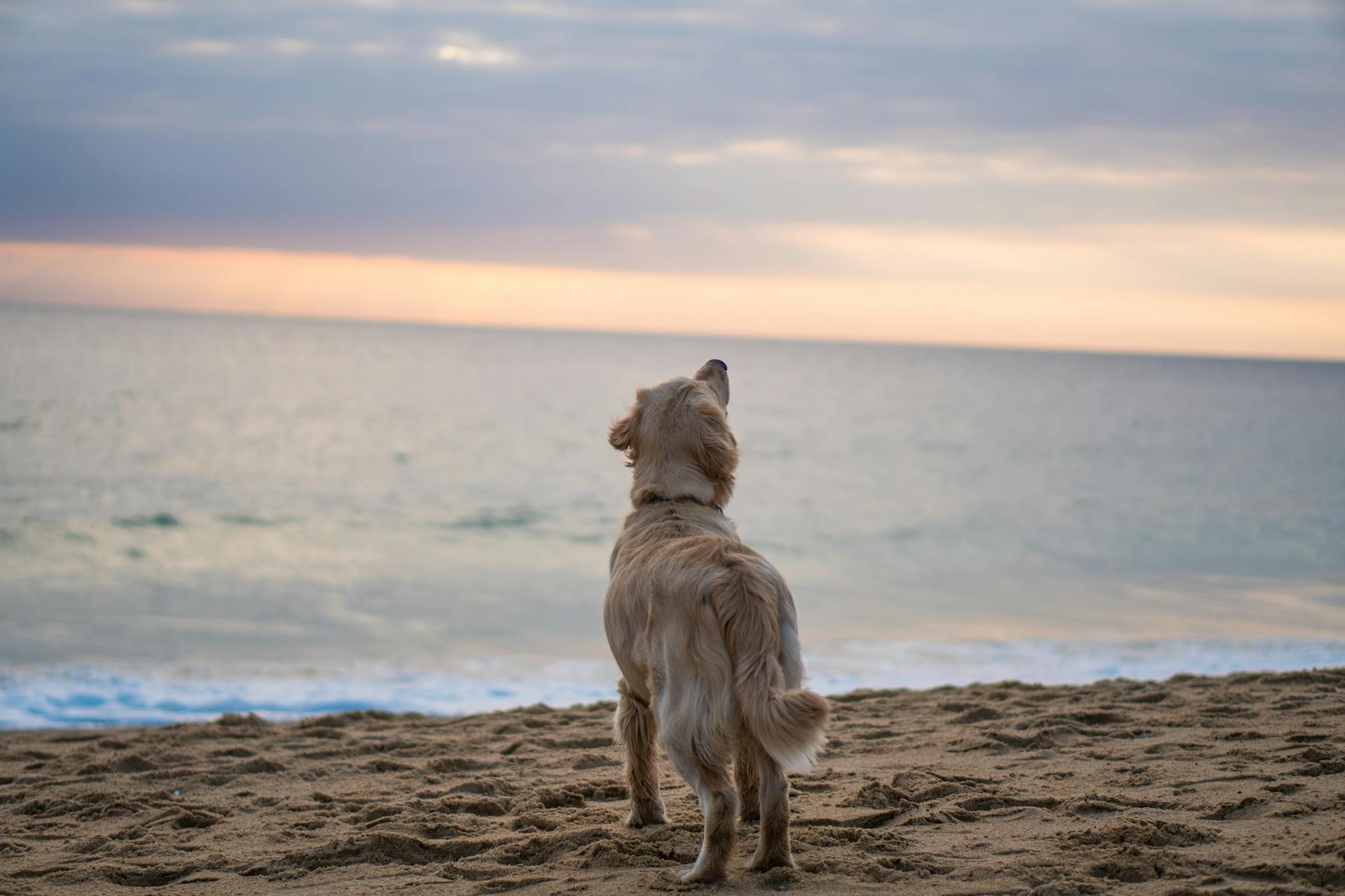 Ein Hund am Strand | Quelle: Pexels