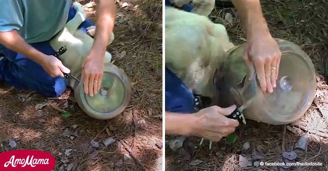 Hund hat drei Wochen mit einer Flasche auf dem Kopf überlebt