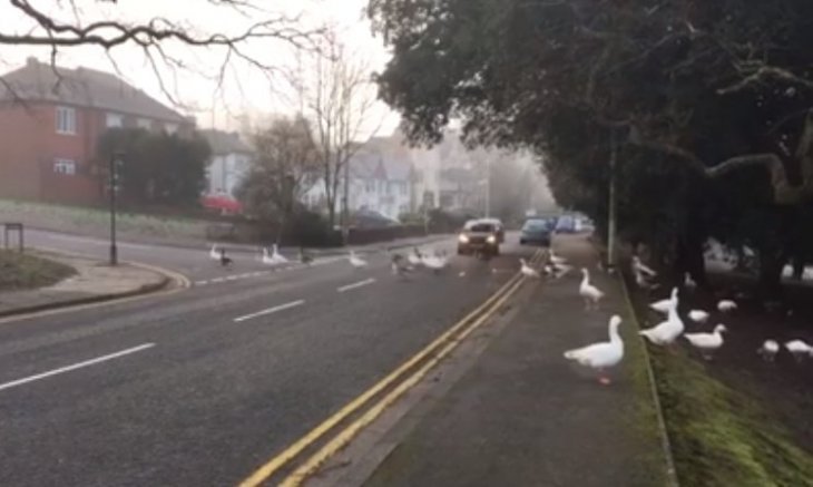 Quelle: Facebook/The Bird Whisperer