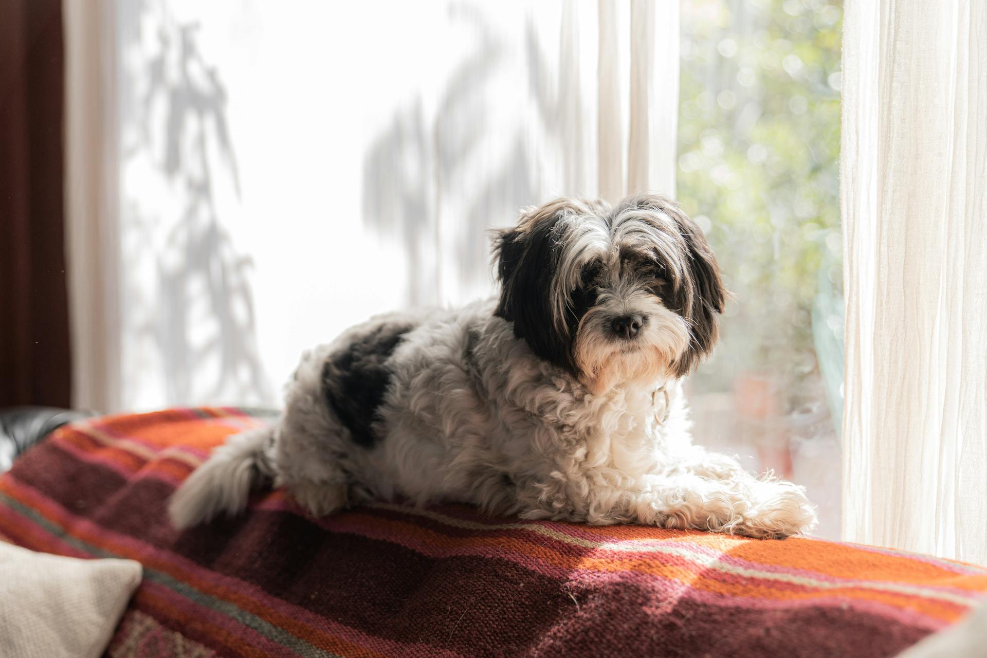 Ein Hund, der an einem sonnigen Platz liegt | Quelle: Pexels