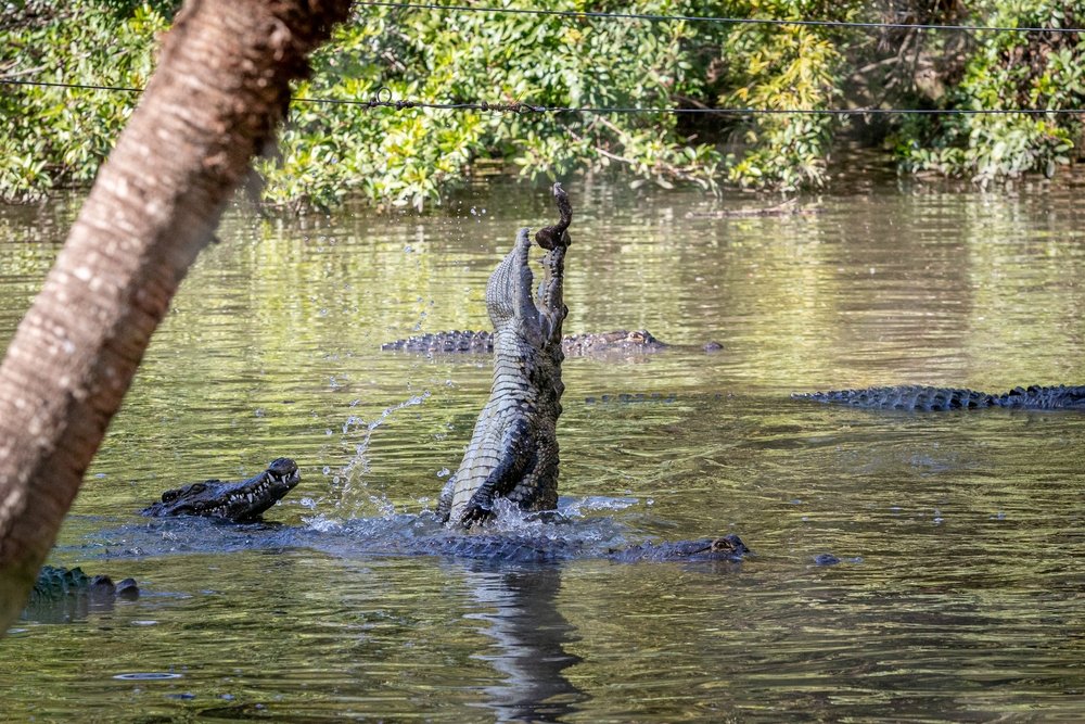 Ein Alligator springt mit weit geöffnetem Maul aus dem Wasser. | Quelle: Shutterstock
