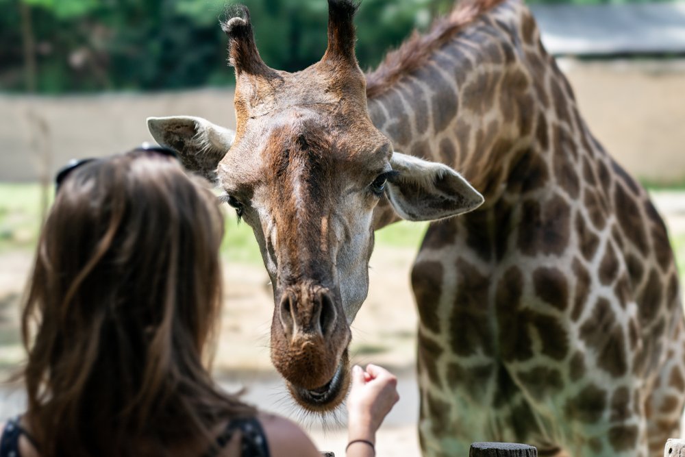 Eine Frau besucht ein Zoo und schaut sich eine Giraffe an. | Quelle: Shutterstock