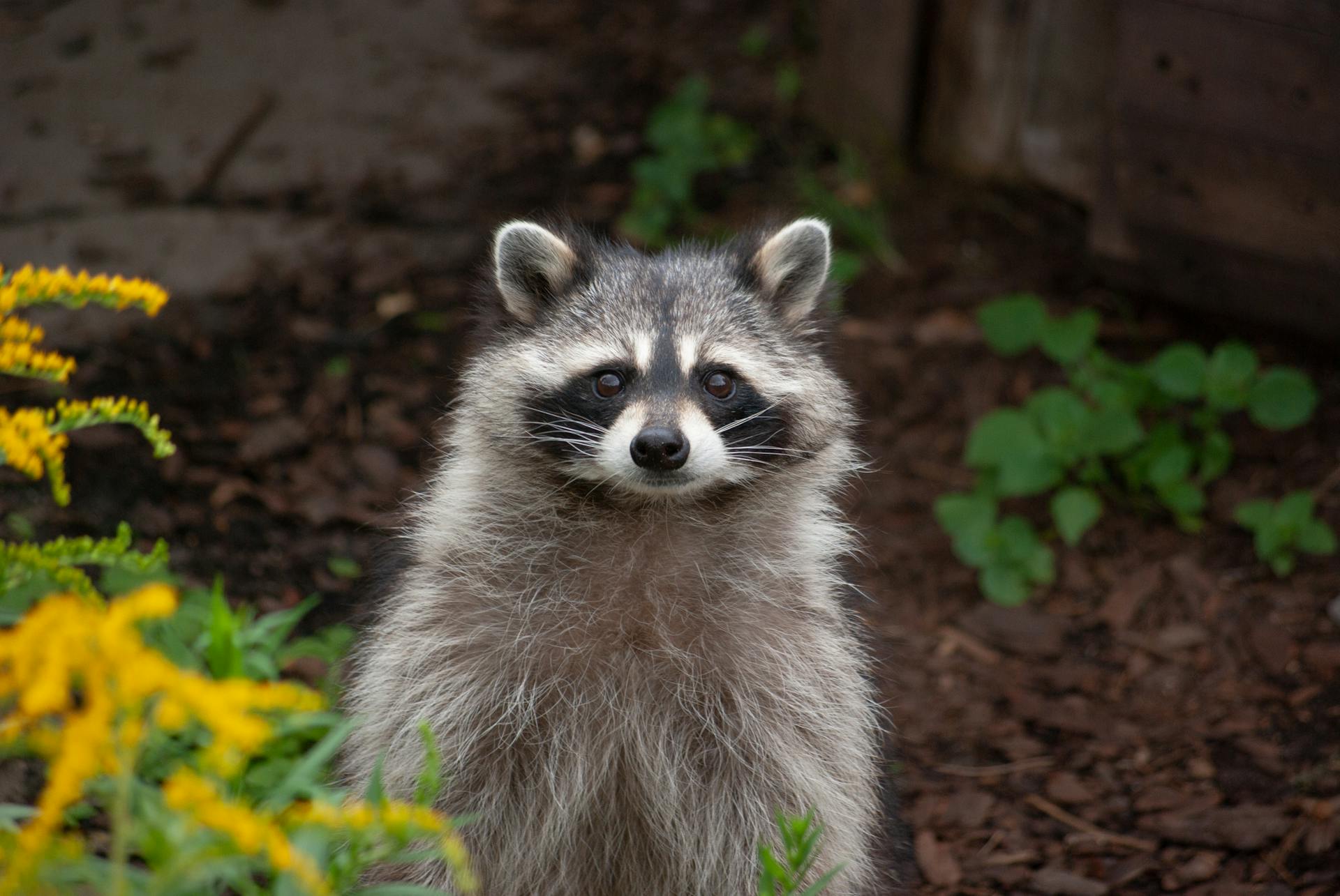 Ein Waschbär | Quelle: Pexels