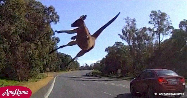 Ein Känguru entkommt in letzter Sekunde einem Auto in diesem schrecklichen Video