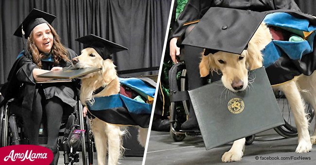 Ein treuer Hund, der seiner Besitzerin mit chronischen Schmerzen half, bekommt ein Zeugnis während der Abschlussfeier