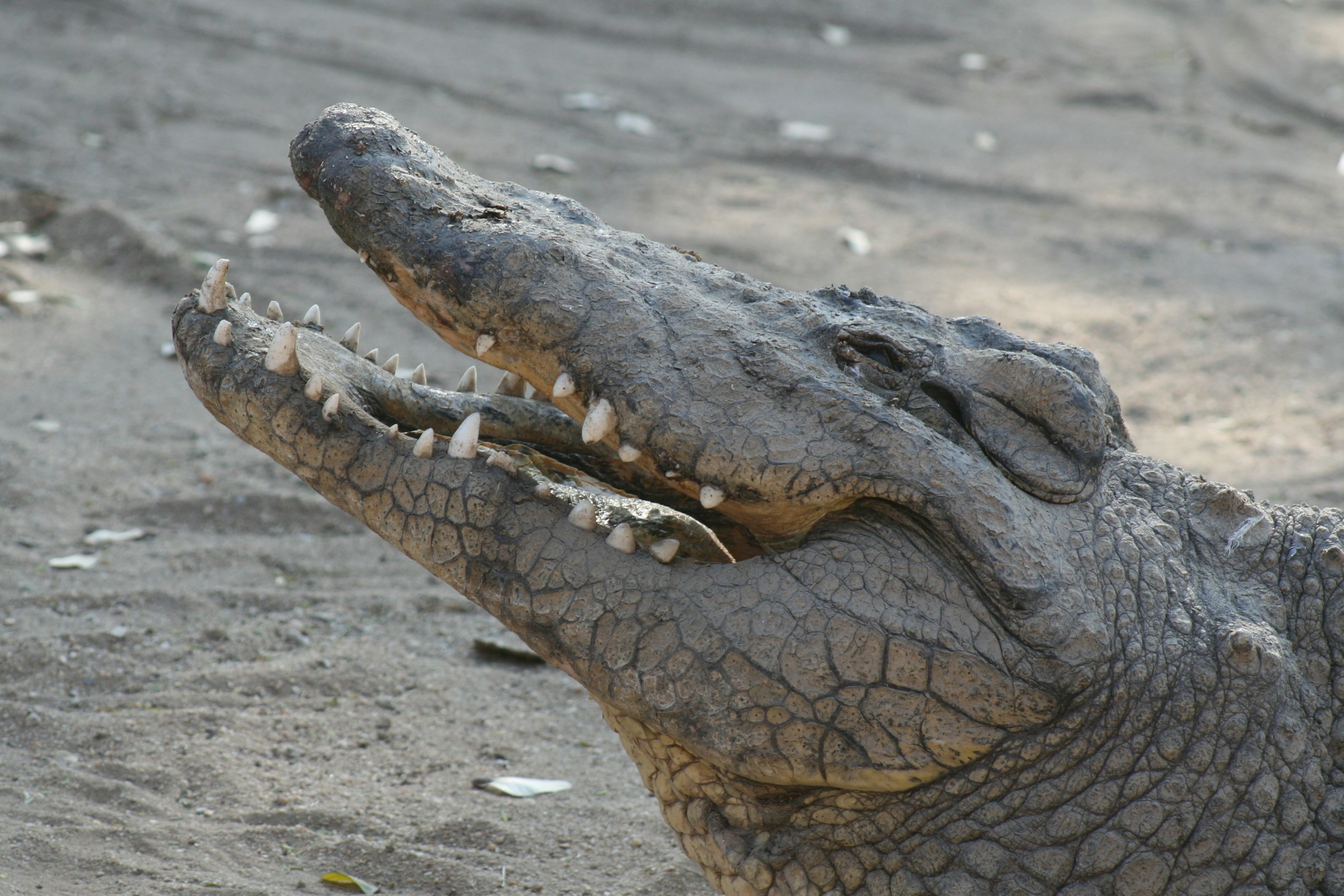 Ein Krokodil | Quelle: Unsplash