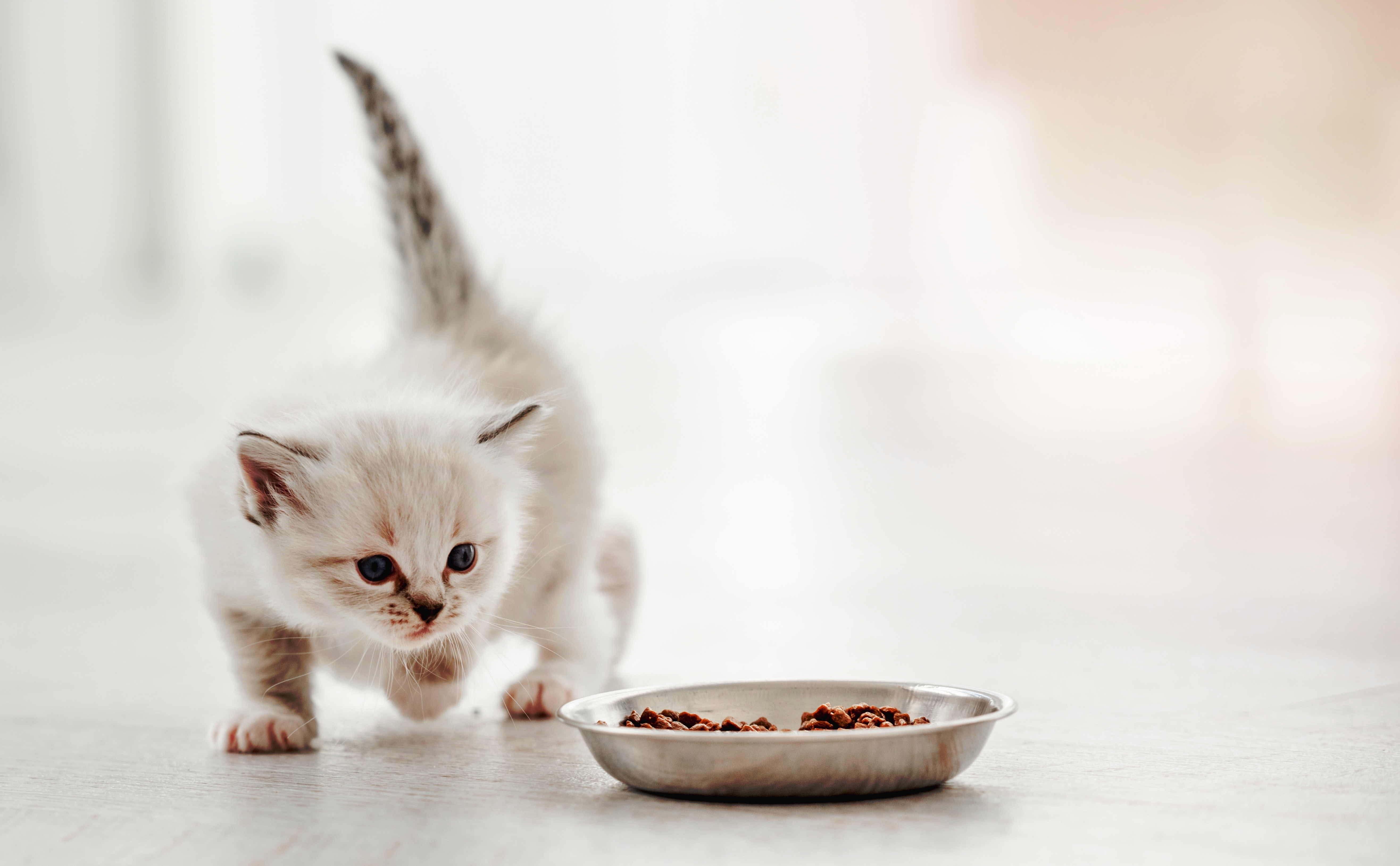 Ein Kätzchen, das auf eine Schüssel mit Futter zugeht | Quelle: Shutterstock
