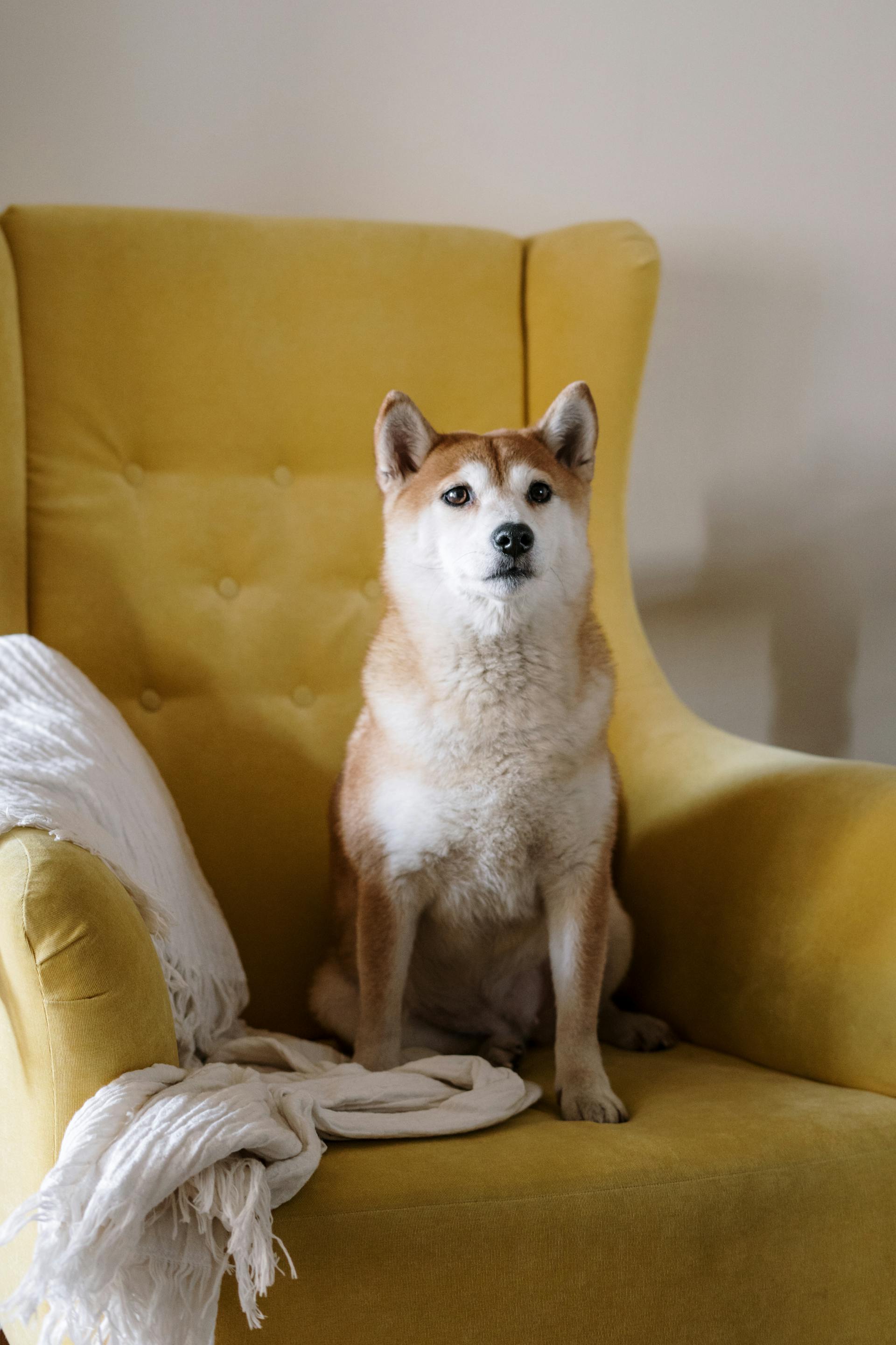 Ein Hund sitzt auf einem Sessel | Quelle: Pexels