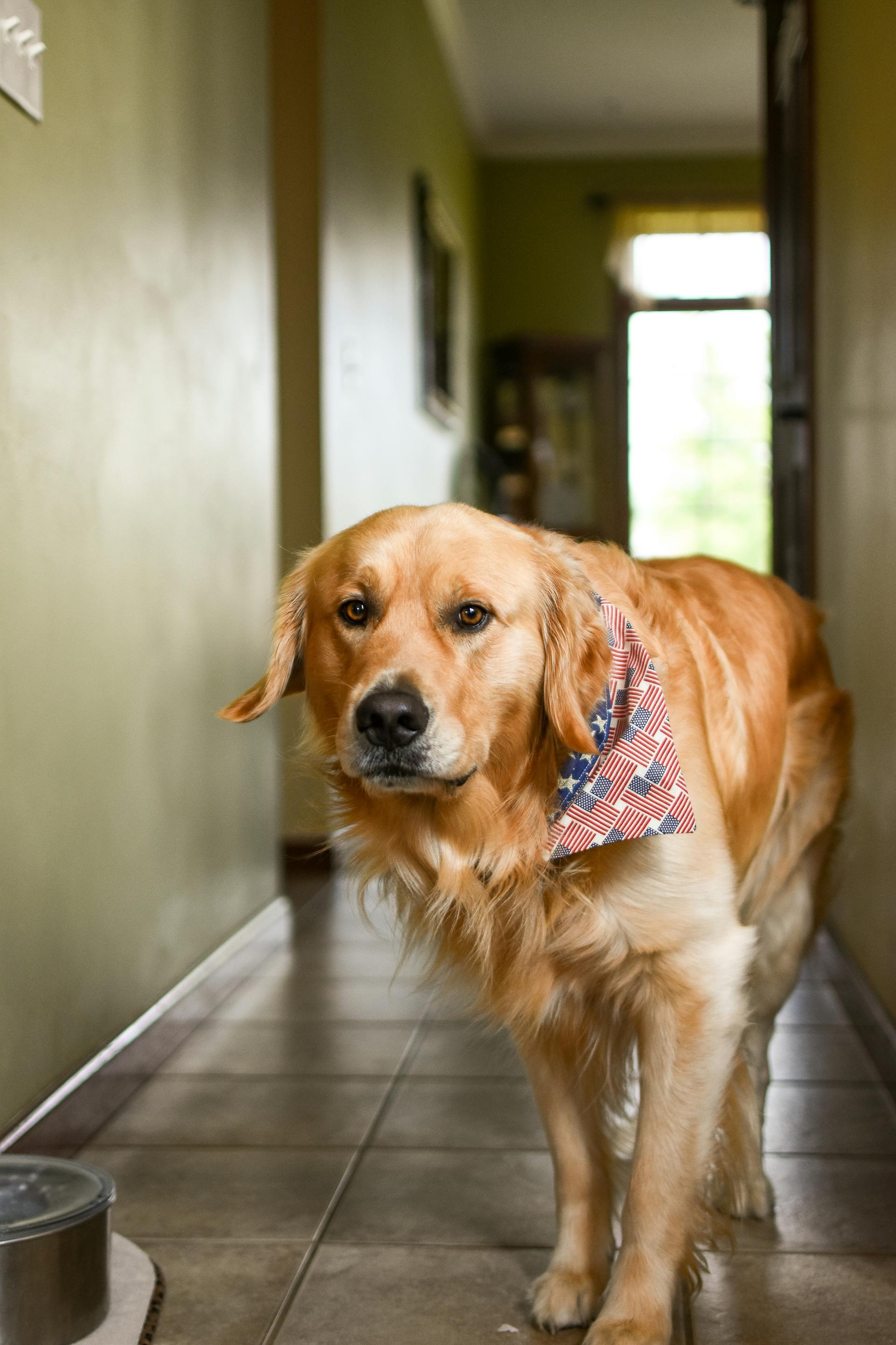 Ein Golden Retriever im Hausflur | Quelle: Pexels