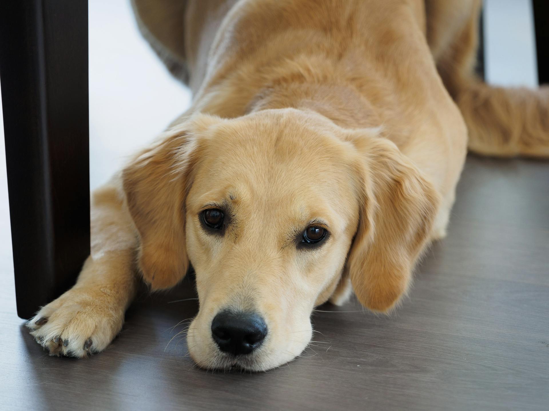 Ein Golden Retriever in einem Haus | Quelle: Pexels