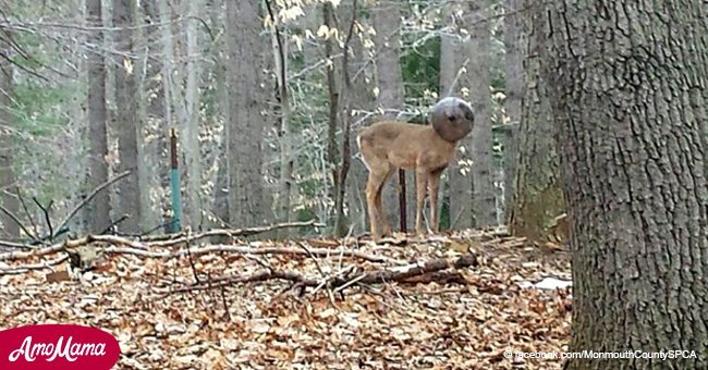 Ein Mann bemerkt einen Hirsch auf seinem Grundstück. Bald danach erkennt er, dass das Tier seine Hilfe braucht