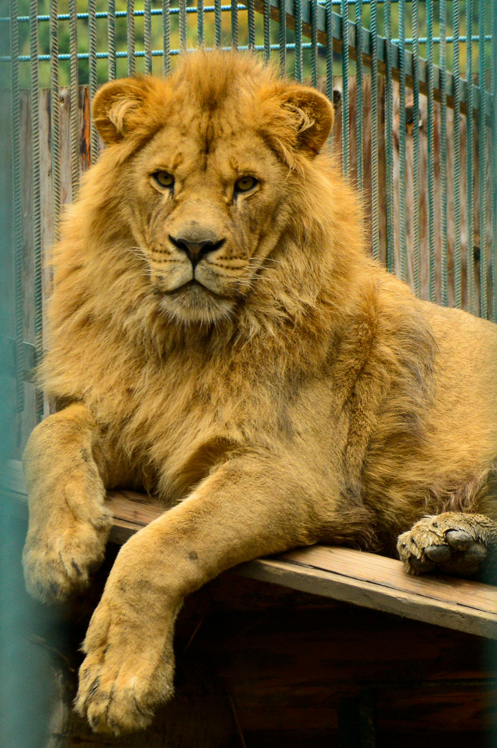 Eine Nahaufnahme eines Löwen in einem Zoo | Quelle: Pexels