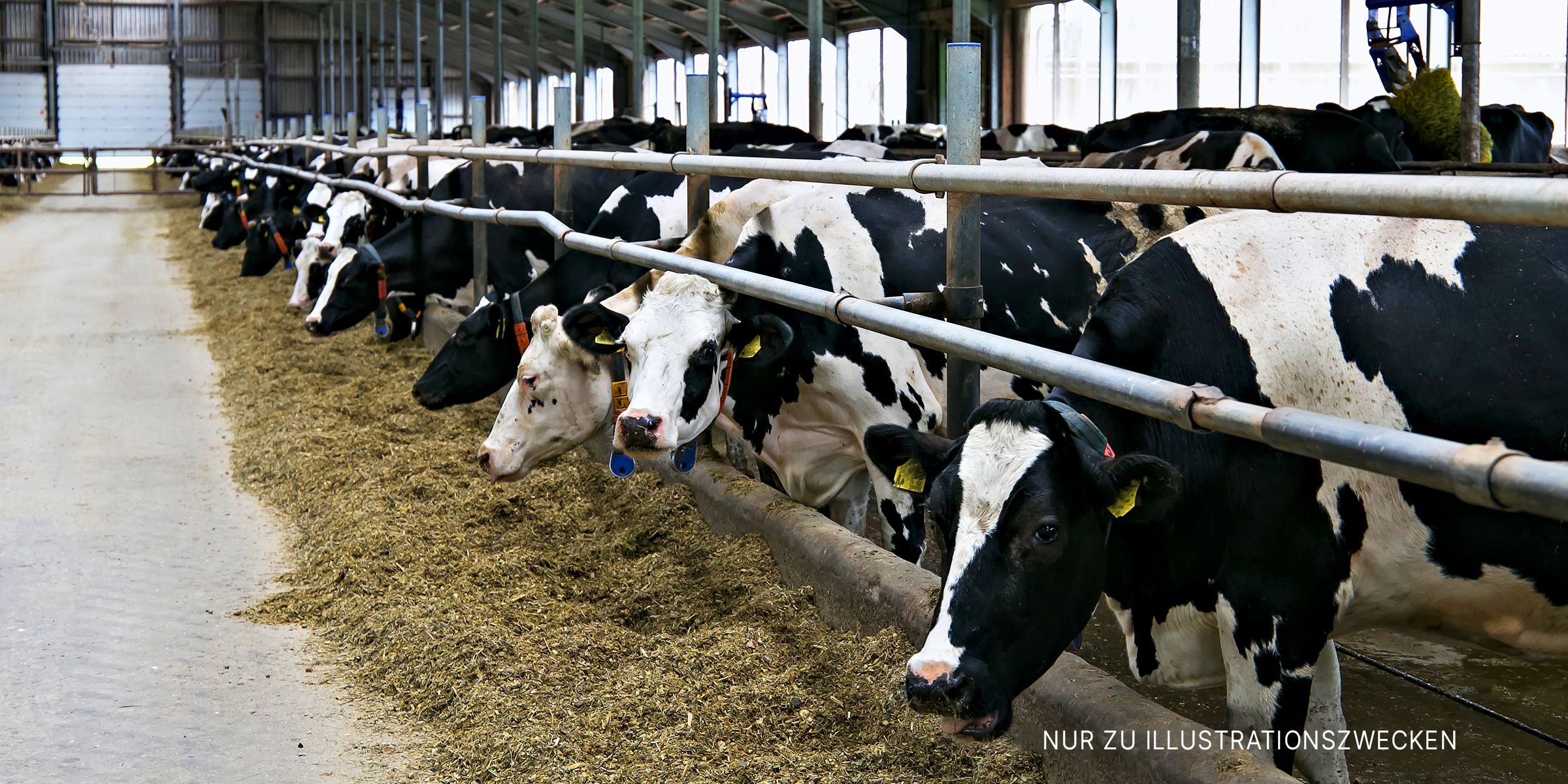 Kühe im Inneren eines Stalls | Quelle: Shutterstock