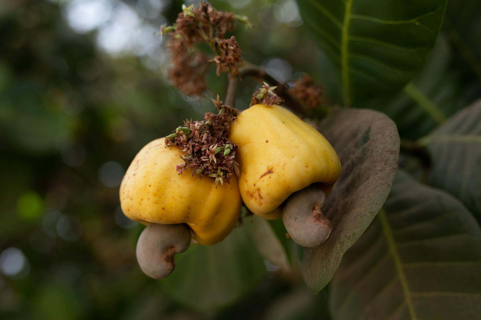 Eine Nahaufnahme von Cashews, die an einem Baum wachsen | Quelle: Pexels