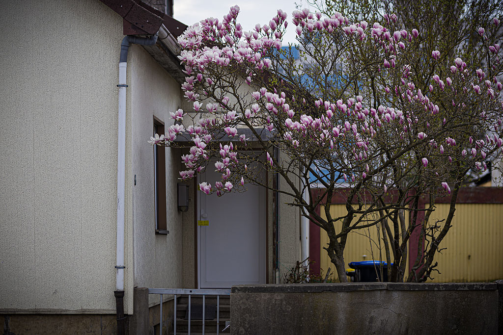 24. März 2026, Niedersachsen, Barsinghausen: Vor einem Einfamilienhaus in der Region Hannover blühen Magnolien. | Quelle: Getty Images