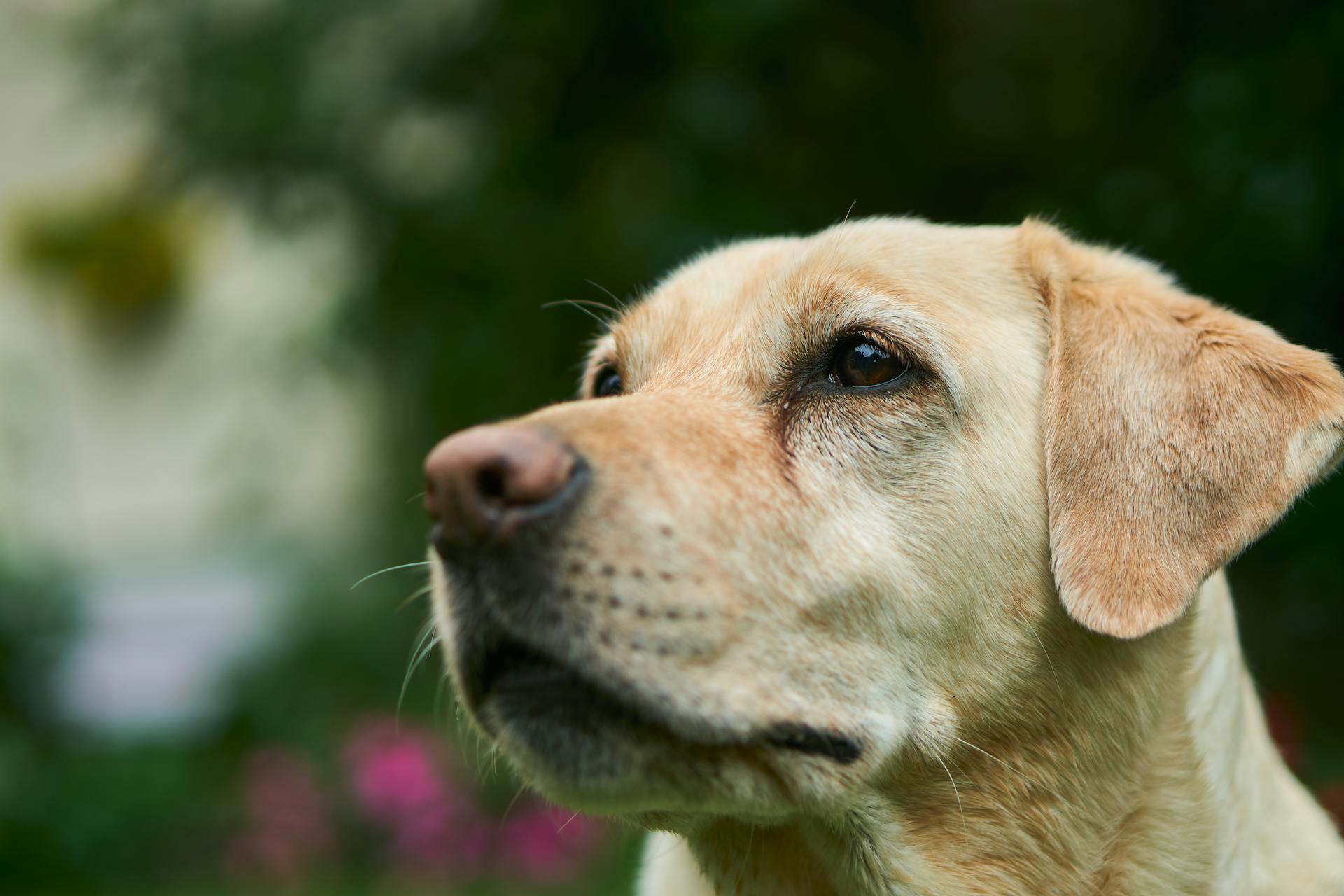 Eine Nahaufnahme eines Hundes | Quelle: Pexels