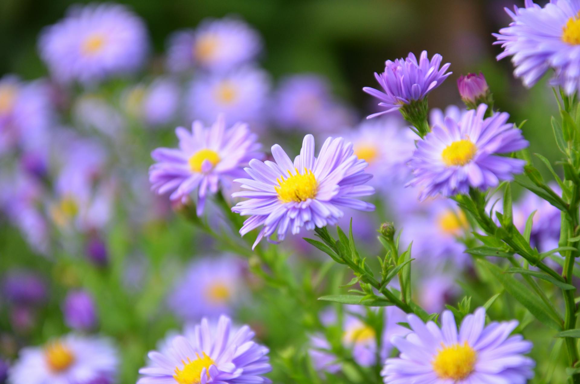 Gänseblümchen | Quelle: Pexels