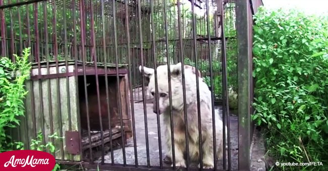 Ein Bär lebt im Zoo. Als er für immer schließt, sperren die Besitzer den Bären in einen Käfig und gehen
