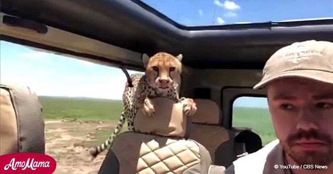Safari nimmt eine furchterregende Wendung ein, nachdem ein Gepard ins Auto mit Touristen sprang 