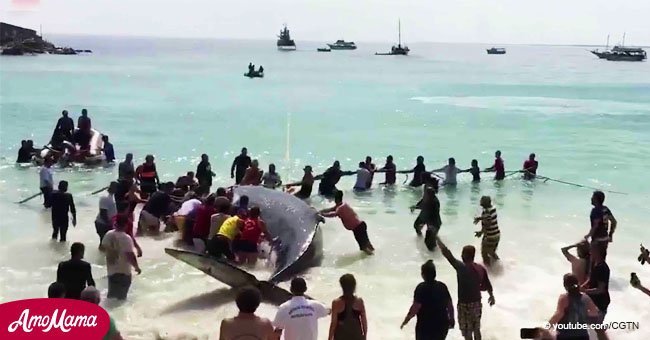 Zahlreiche Strandbesucher halfen einem Wal den Weg ins Wasser zu finden. Dann bedankte sich der Wal auf eine wundervolle Weise