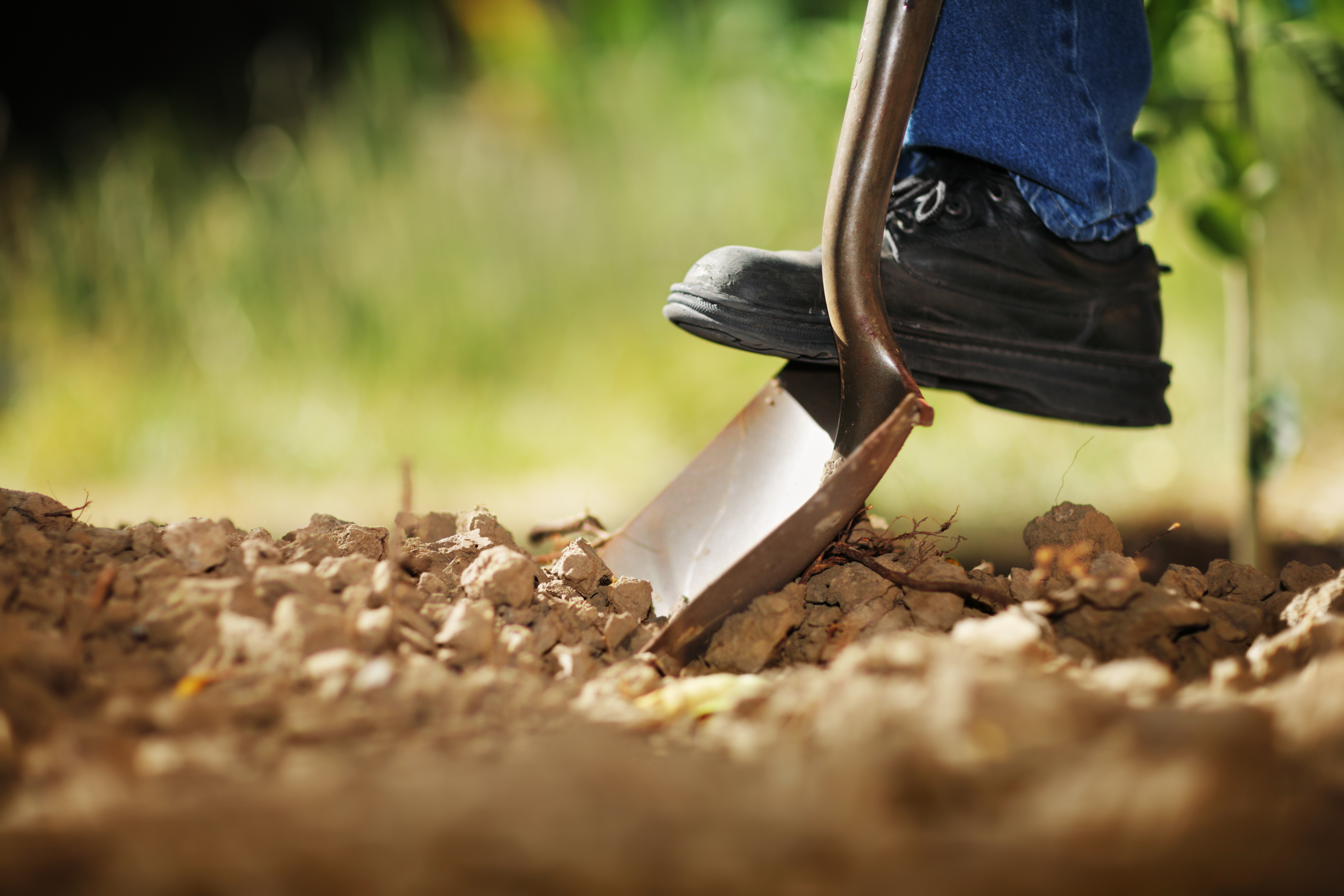 Person, die mit einer Schaufel Erde umgräbt | Quelle: Shutterstock