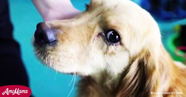 Ein Hund weint emotional, als er bemerkt, dass er nicht umgebracht und zu Fleisch für ein Restaurant gemacht wird