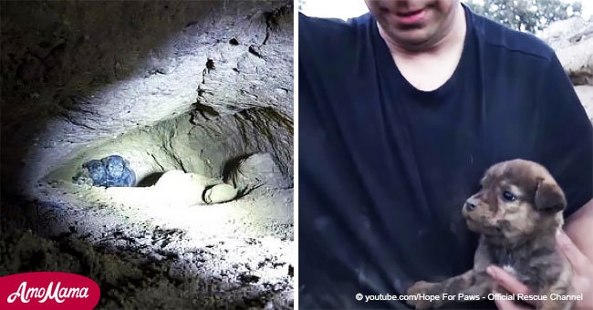Ein Mann findet zwei Welpen, die in einer Höhle gefangen sind. Als er versucht, sie zu befreien, findet er heraus, dass dort noch viel mehr sind