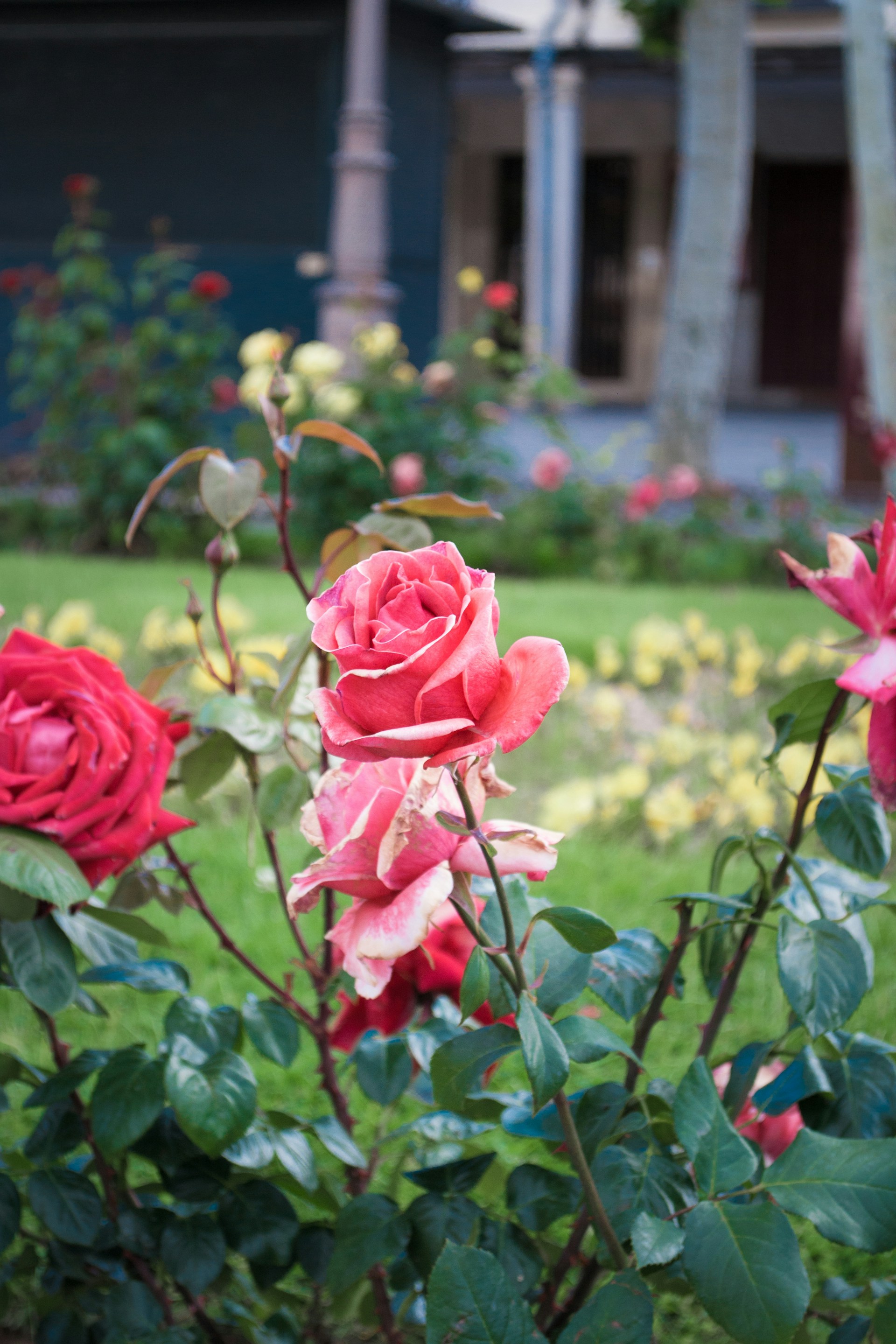 Ein schöner Garten vor einem Haus | Quelle: Unsplash