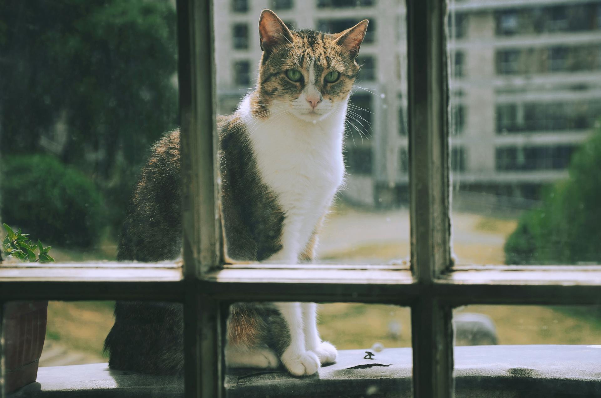 Eine Katze, die durch ein Fenster schaut | Quelle: Pexels