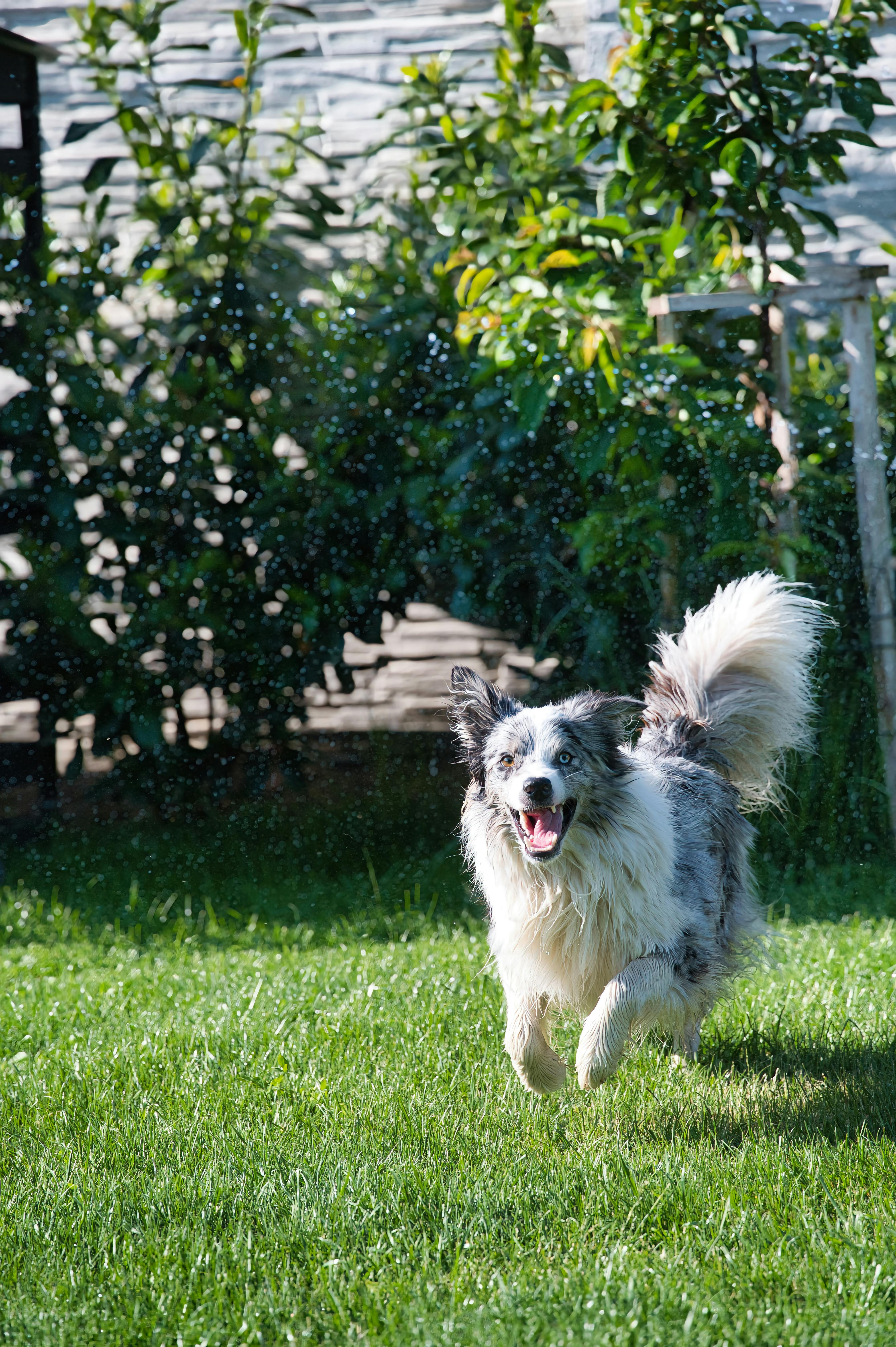 Ein Hund, der läuft | Quelle: Unsplash