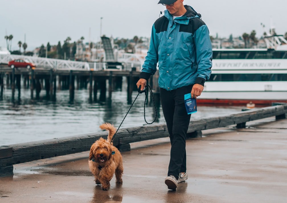 Gassi gehen mit dem Hund | Quelle: Unsplash