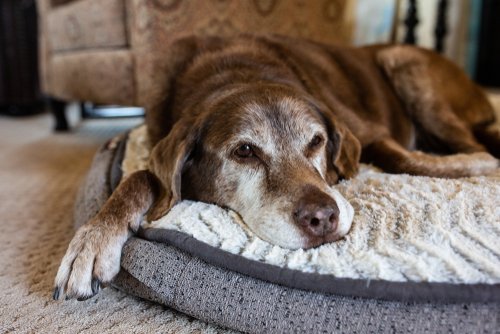 Alter Hund auf seiner Decke | Quelle: Shutterstock