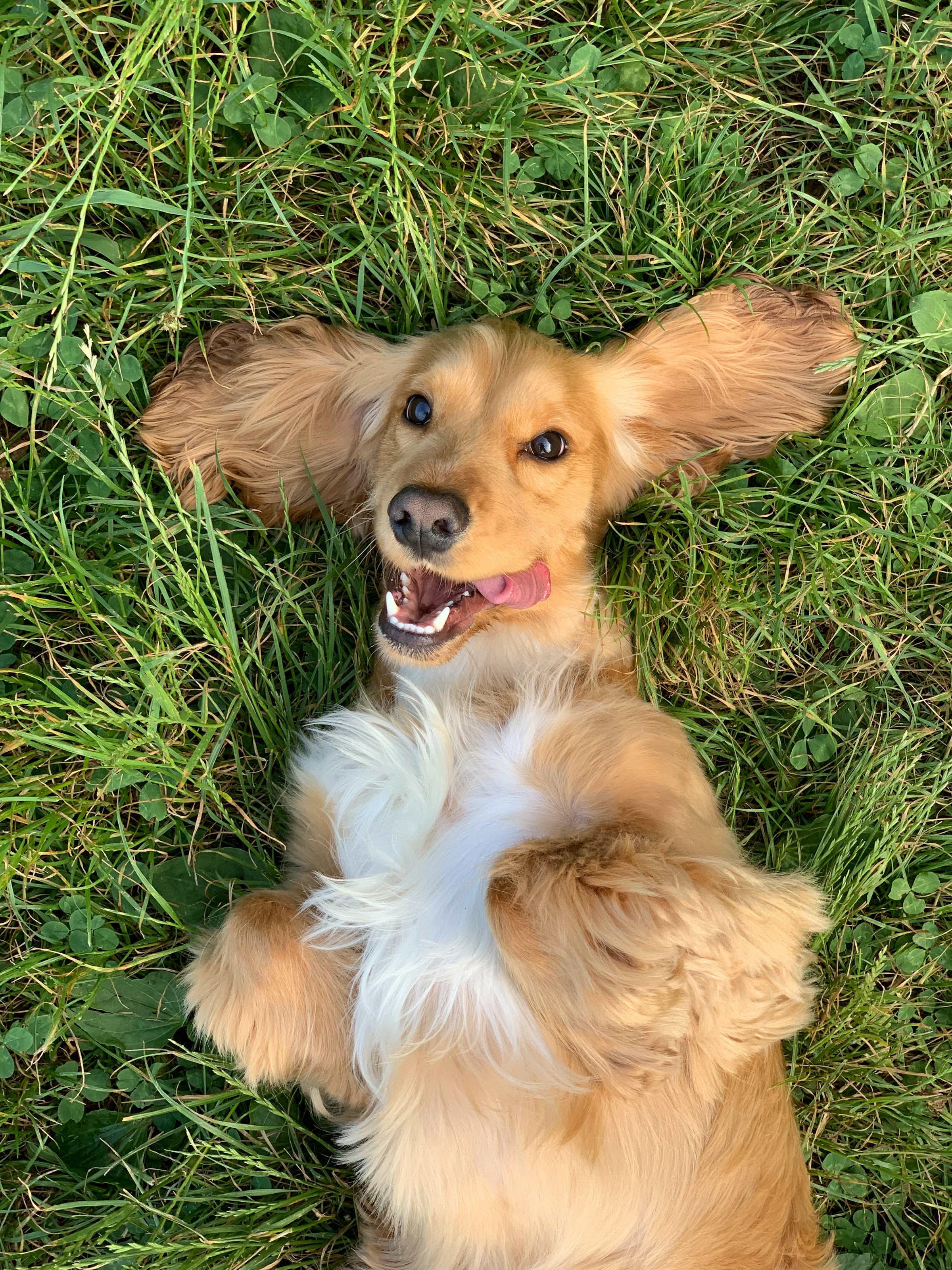 Ein Hund, der im Gras liegt | Quelle: Unsplash