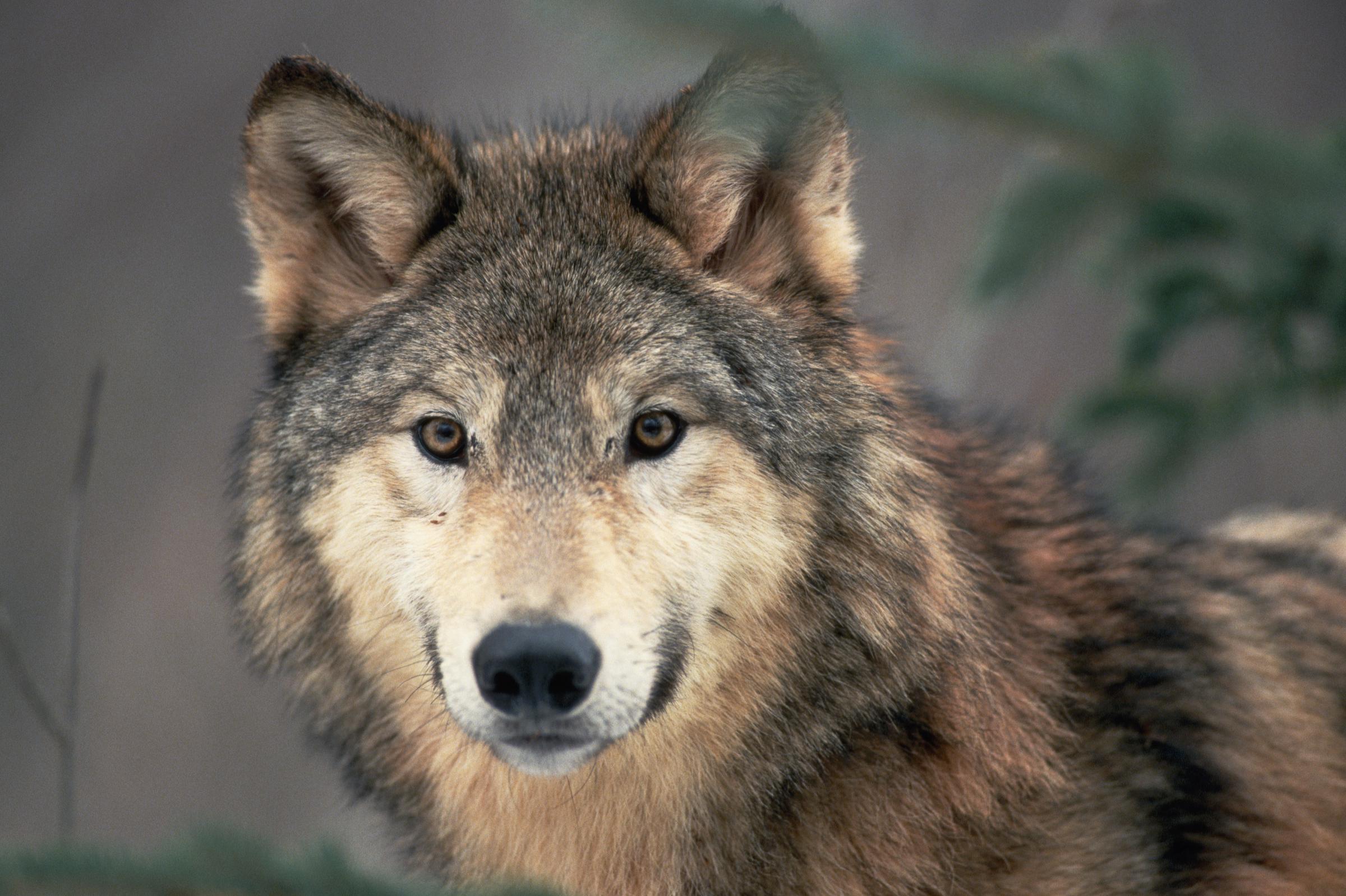 Wolf | Quelle: Getty Images